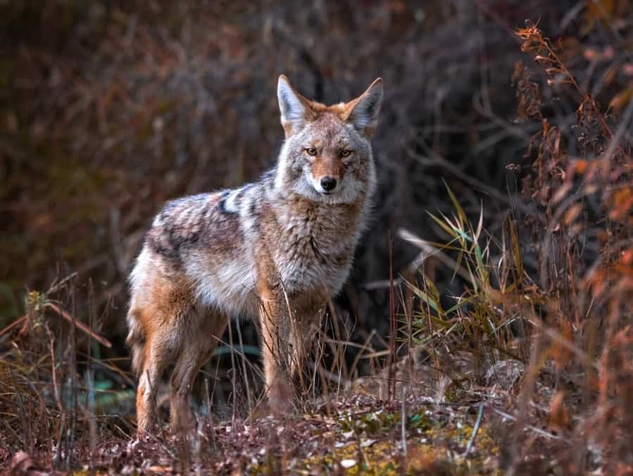 Top Seven Smells That Coyotes Hate