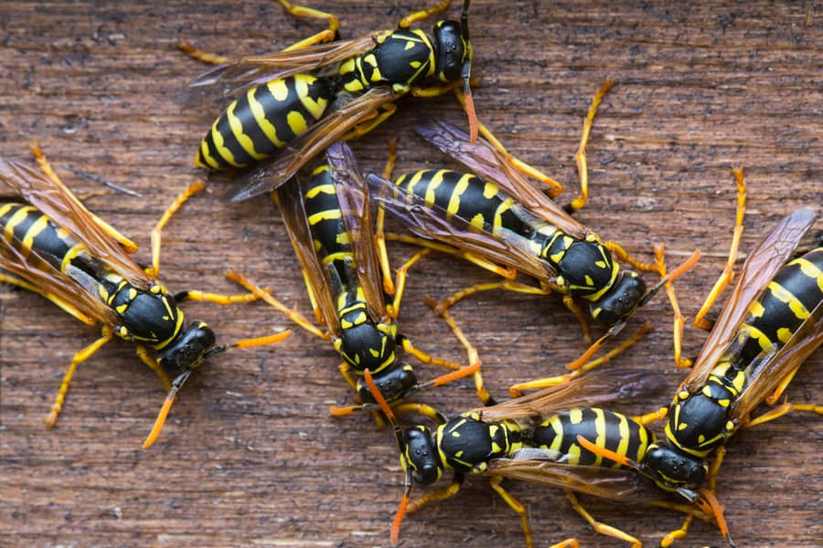 Understanding Wasps' Behavior