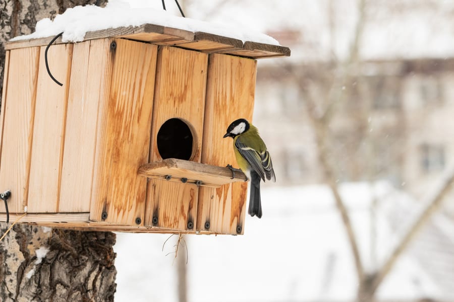 Use A Squirrel-Proof Birdhouse
