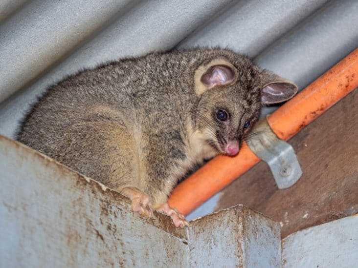 Where Do Possums Go During the Day? BeatPests