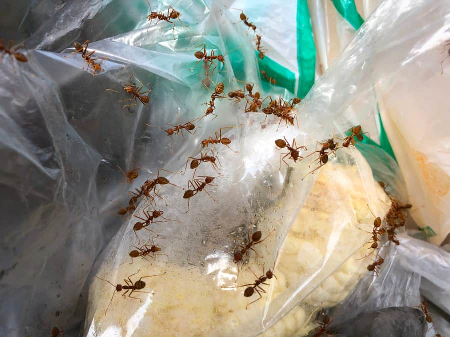 Ways To Keep Ants Out Of Trash Cans