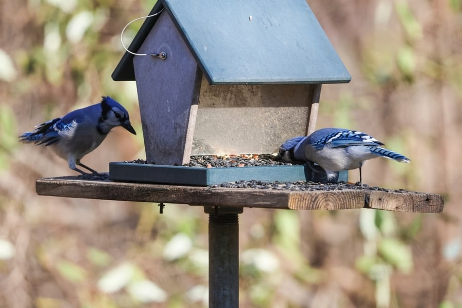 Ways To Keep Blue Jays Away