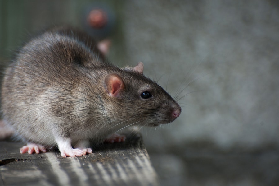 Ways To Keep Rats Away