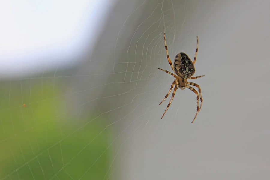 Ways To Keep Spiders Out Of Windows
