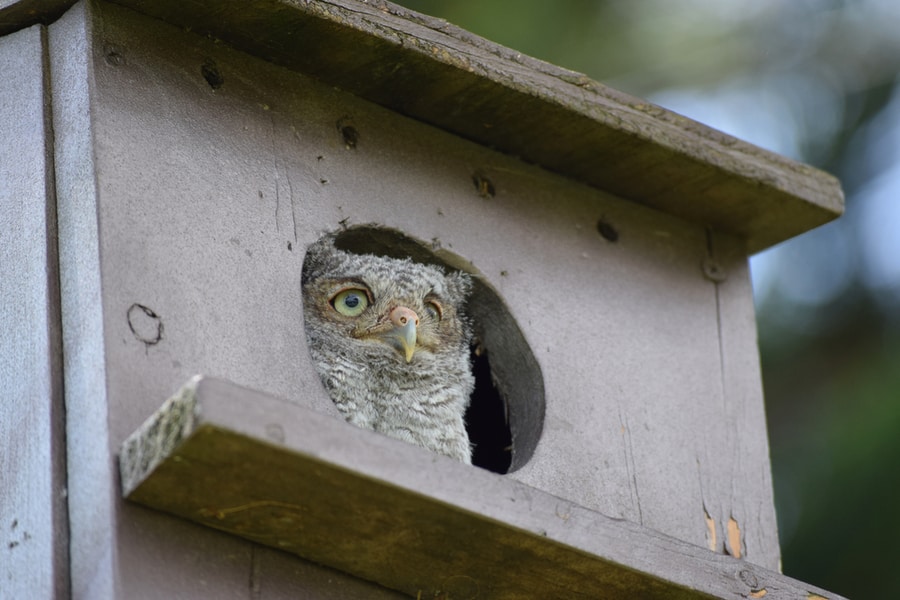 Ways To Keep Squirrels Out Of Screech Owl Box