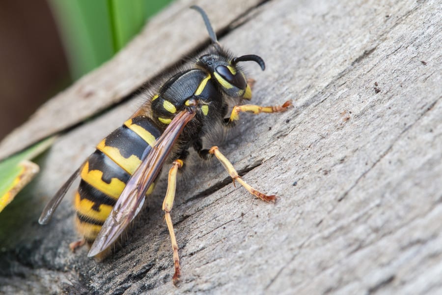 Ways To Keep Wasps Out Of Outdoor Light Fixtures