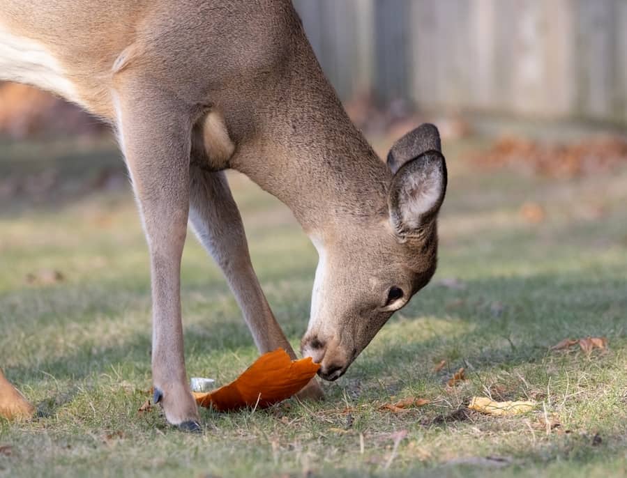 Ways To Prevent Deer From Eating Pumpkins