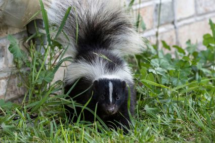 What Essential Oil Gets Rid Of Skunk Smell