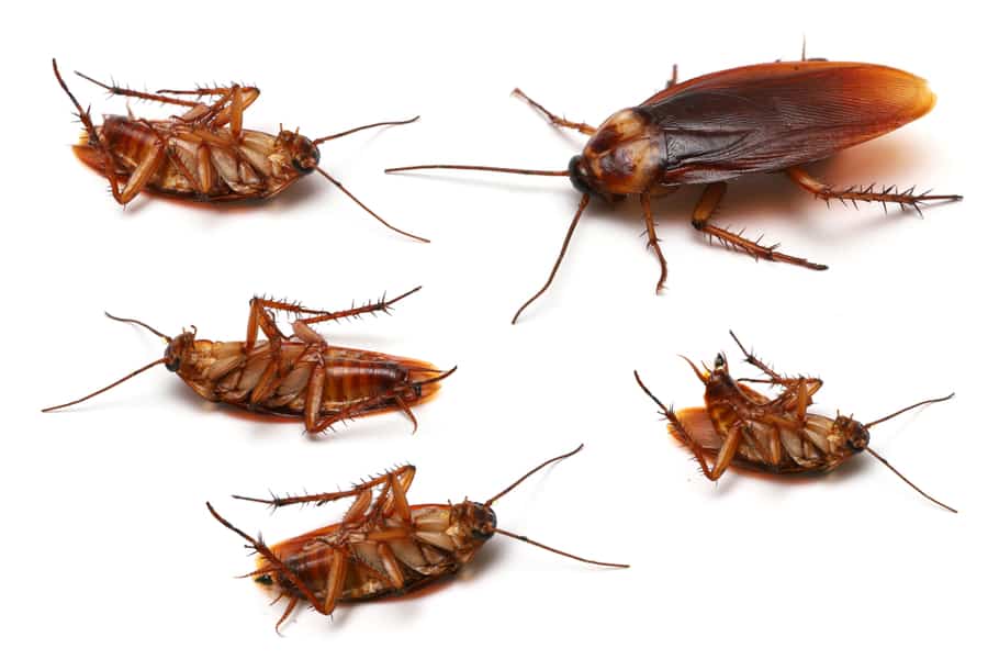 What Is Poisonous To Roaches?