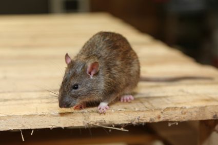 What Keeps Rats Away?