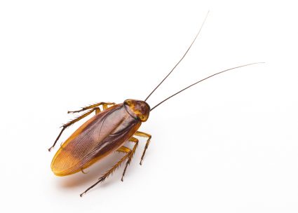 What Kills Roaches In A Vehicle