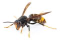 What Scent Do Hornets Hate?