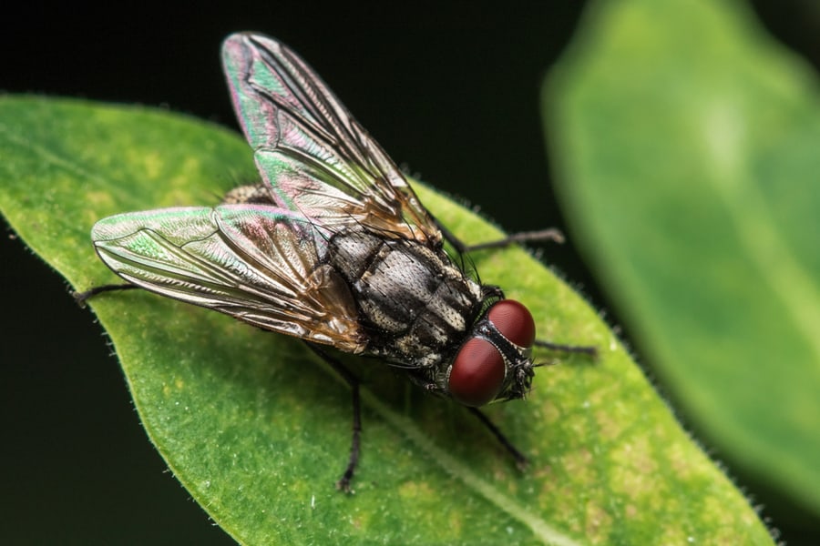 What Soap Keeps Flies Away?