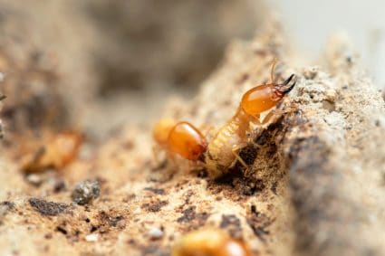 What To Do If You Find Termite Droppings?