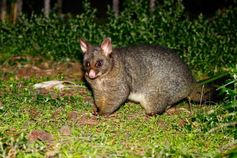 Where Do Possums Go During the Day? BeatPests