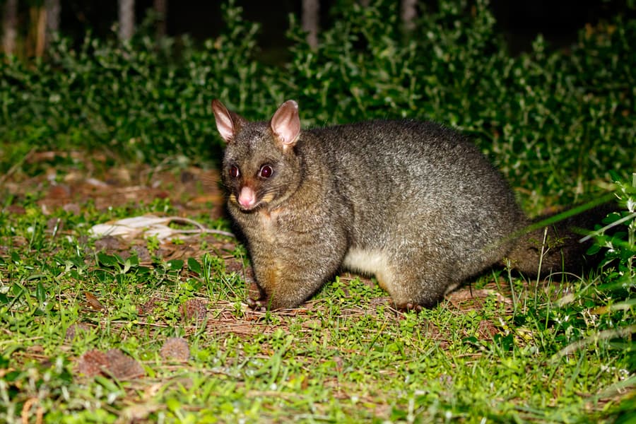 Where Do Possums Go During The Day?