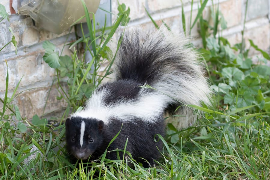 Why Do Skunks Spray Under House?