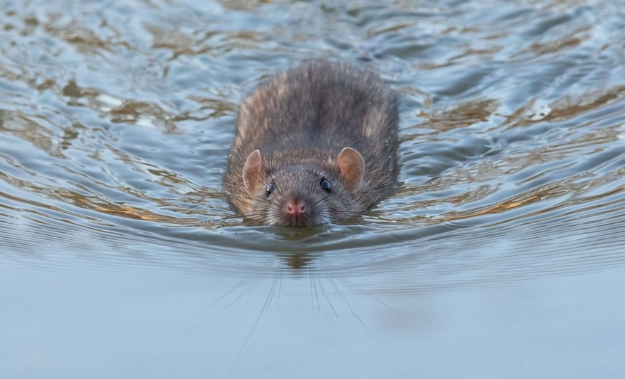 Why Rats Invade Pools