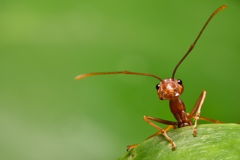 Ants 4