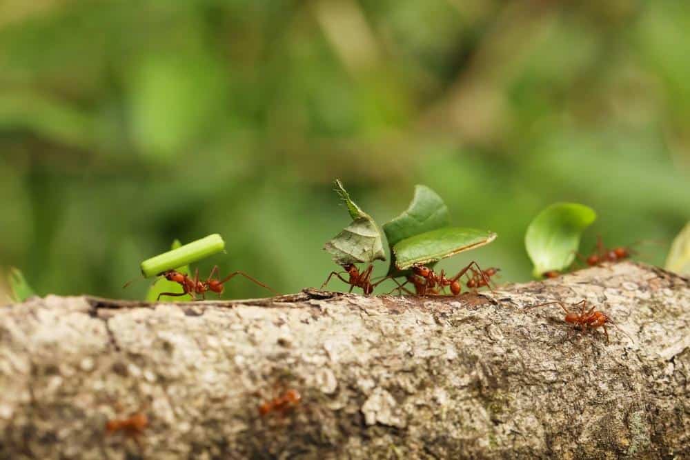 What Essential Oil Repels Ants? 1 Ants 5