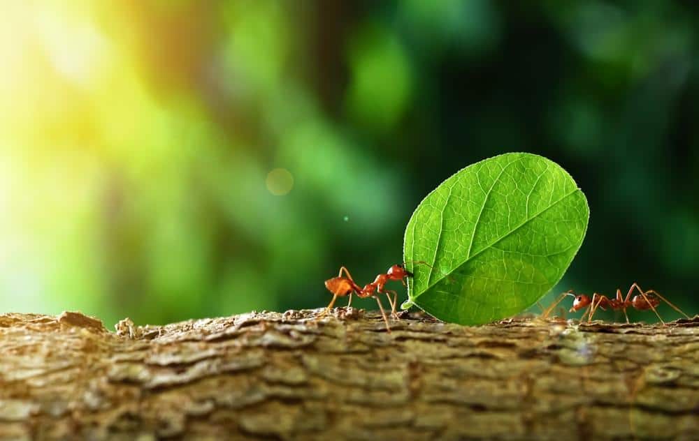 How To Repel Flying Ants 1 Ants 6