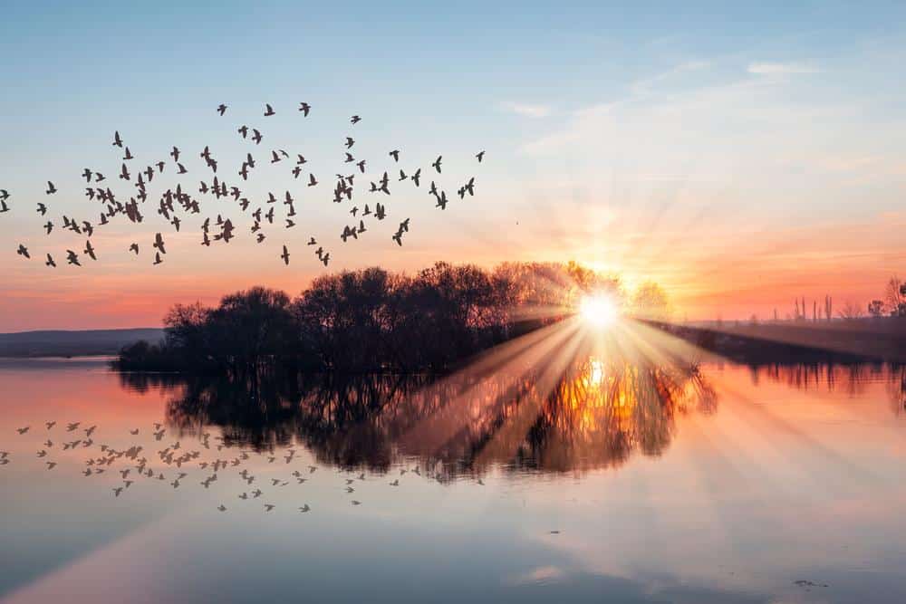 How To Deter Geese From Nesting 1 Birds 5