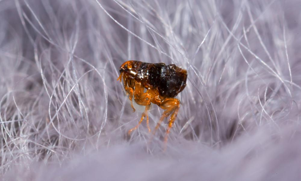 What Do Chicken Fleas Look Like? 1 Fleas 2
