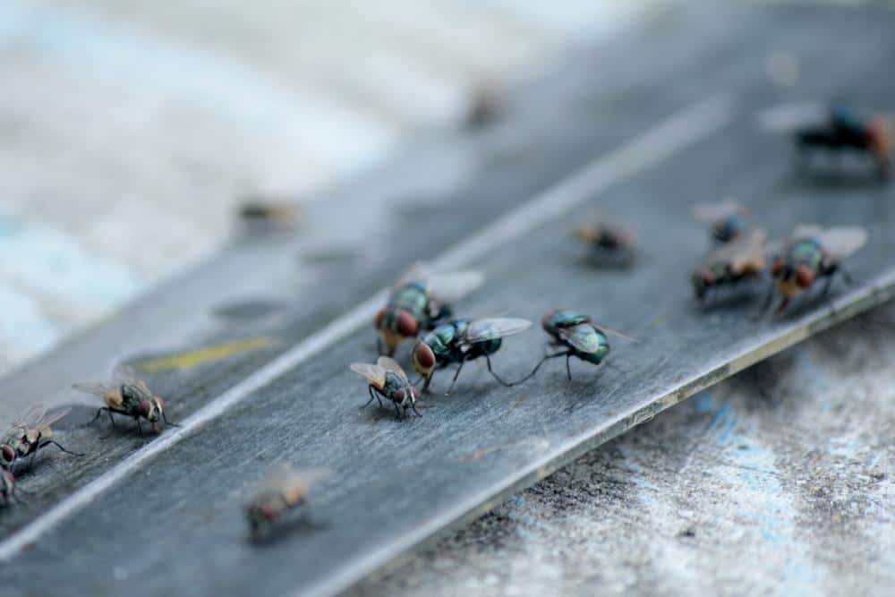 Why Am I Getting Horse Flies In My House? 1 Flies 2