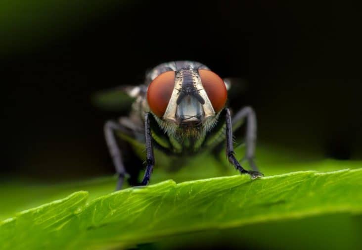 Sugar Fly Insect What Does a Sugar Ant Bite Look Like? | BeatPests