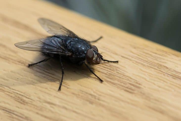 how-do-horse-flies-get-in-the-house-beatpests