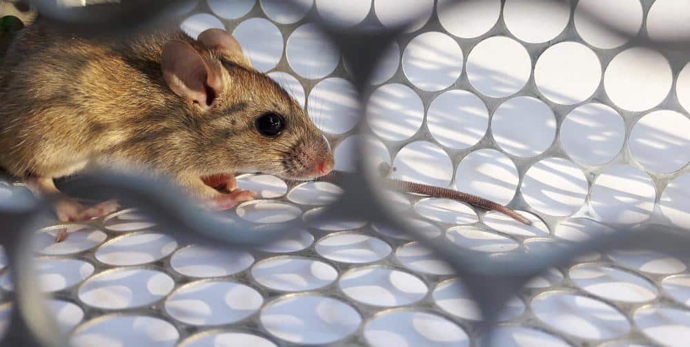 How To Catch A Mouse In A Car 1 Mice 3