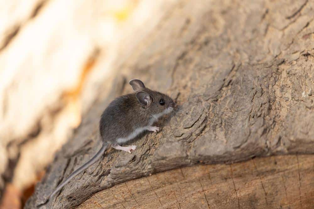 What Essential Oils Repel Mice? 1 Mice 5