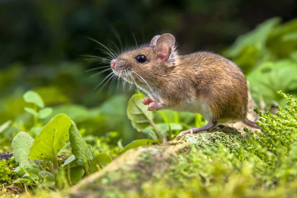 Mice 8