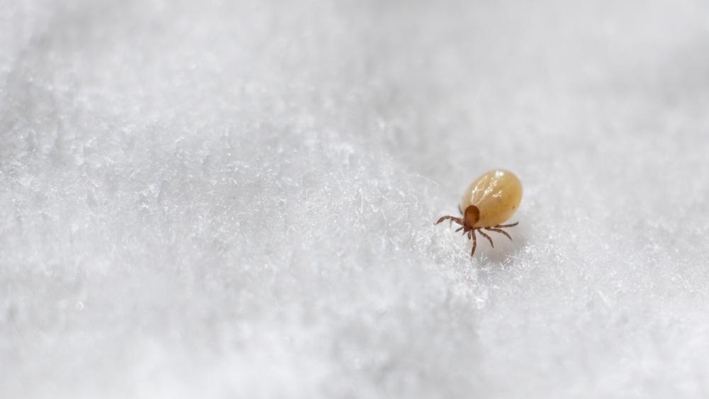 Does Permethrin Kill Dust Mites? 1 Mites 3