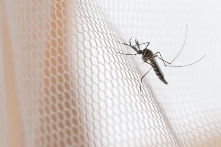 How Do Electronic Mosquito Repellents Work? BeatPests