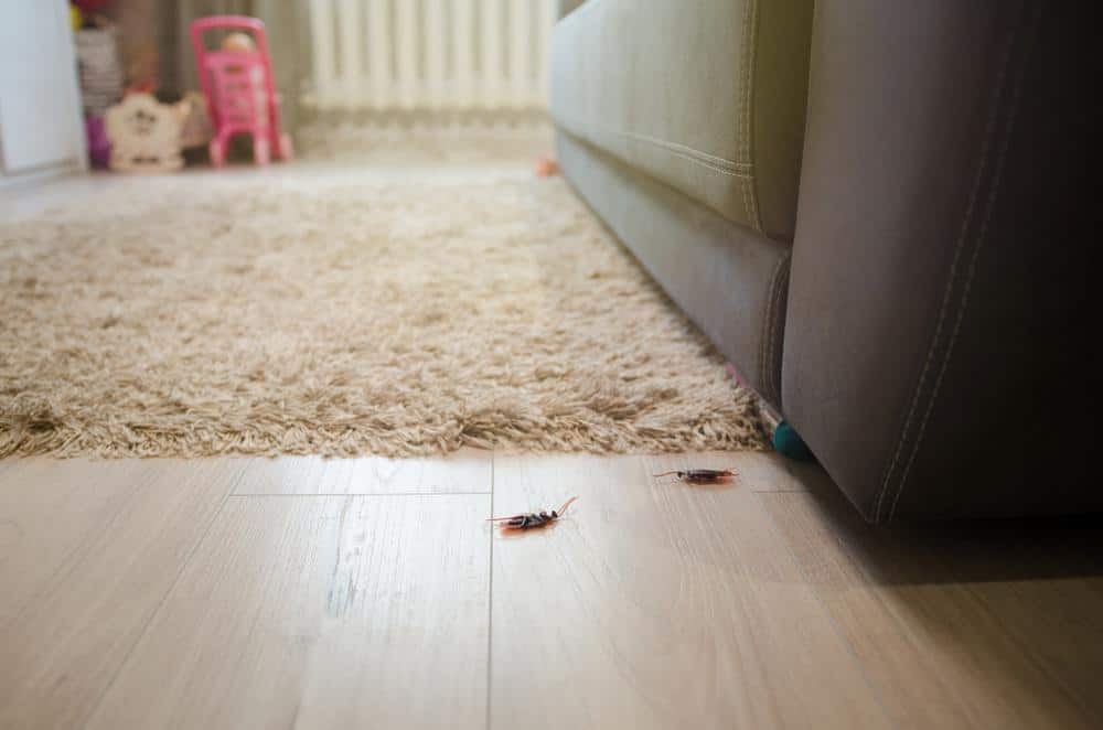 What Causes Big Roaches? 1 Roaches 2