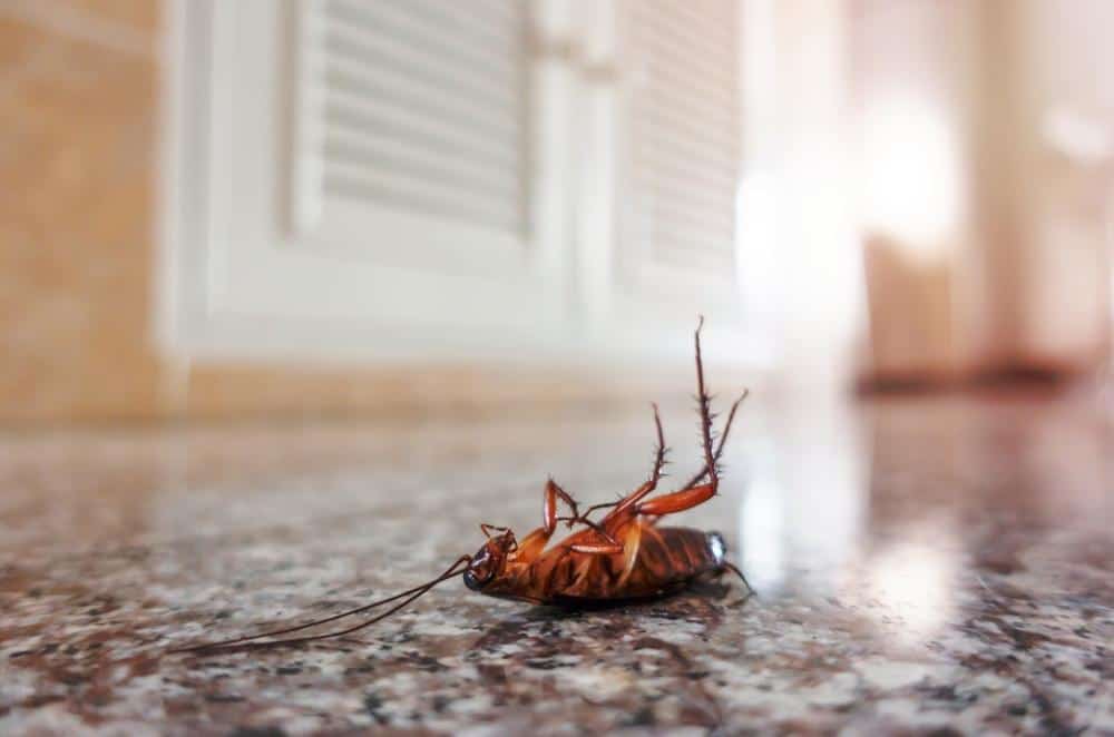 How To Make Boric Acid Spray For Roaches 1 Roaches 4