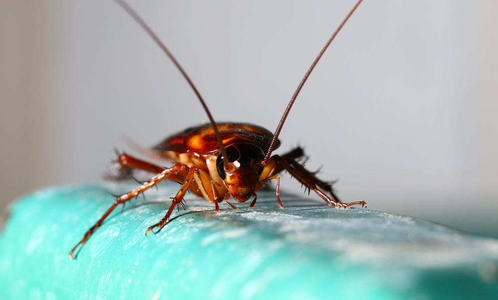How Do People Get Roaches? 1 Roaches 5