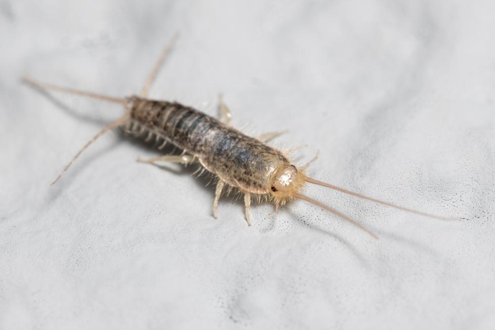 Silverfish 4