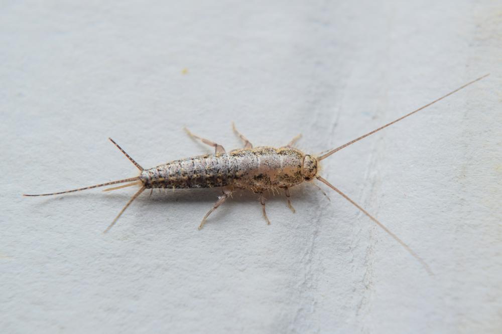 Silverfish 8