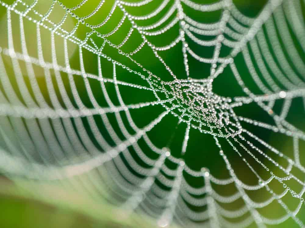 How To Keep Cats Away From Spider Plants 1 Spiders 1