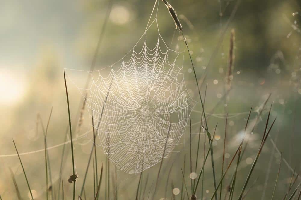 a-spider-bite-photographed-a-year-later-probaway-helps