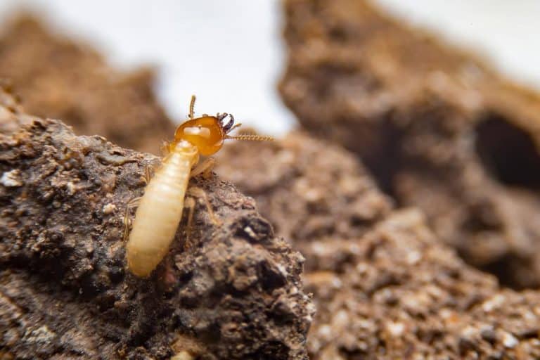 Does Washing Clothes Kill Termites? BeatPests