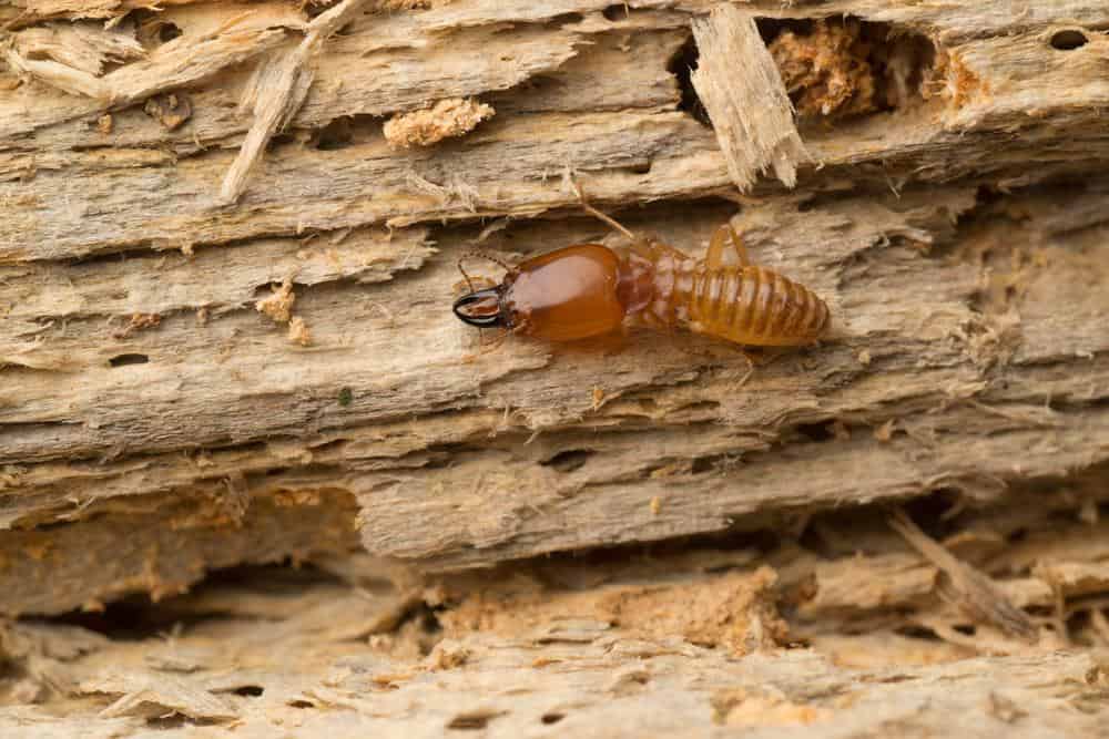 Termites 7