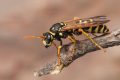 Wasps
