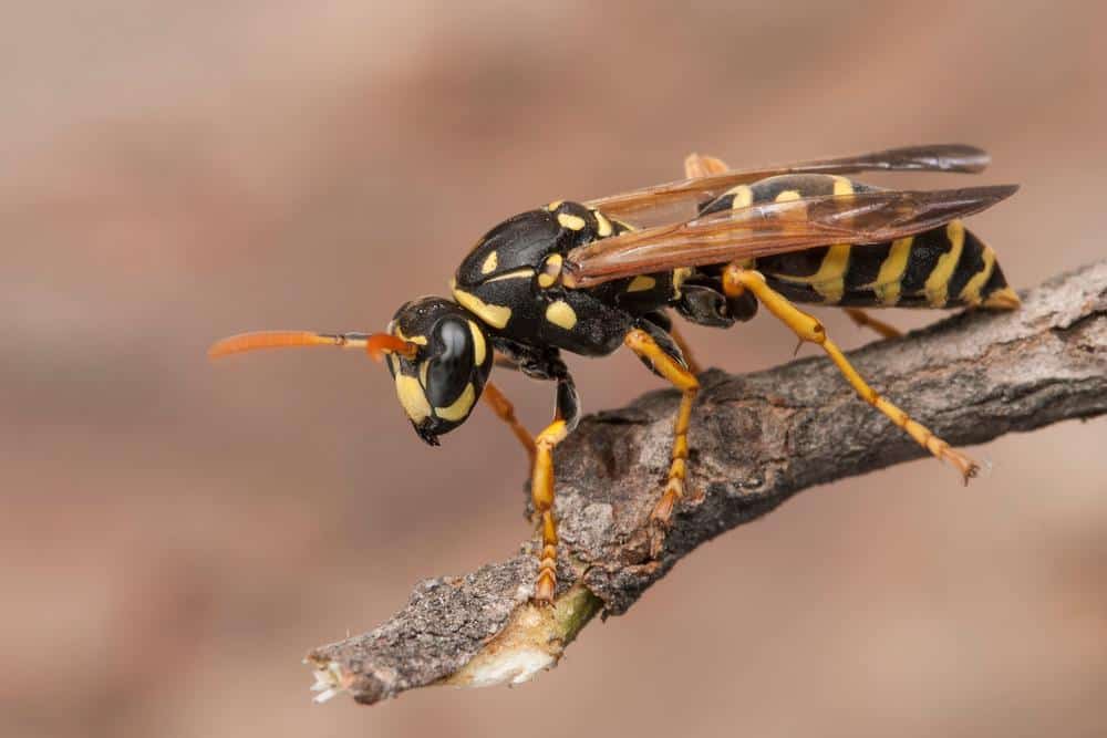 Wasps 1