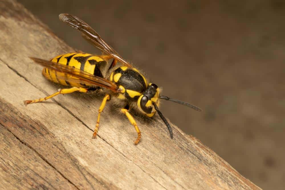 Wasps 5