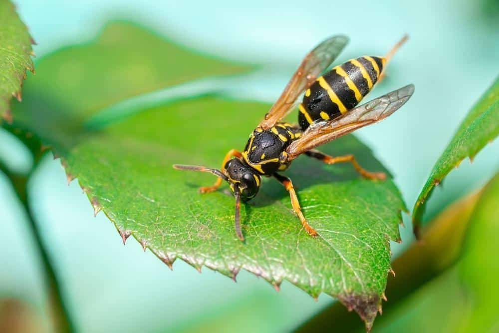 Wasps 9